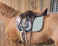 black-mare-for-sale
