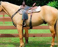 all-around-quarter-horse