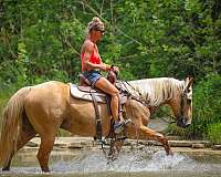 athletic-quarter-horse