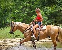 beginner-quarter-horse
