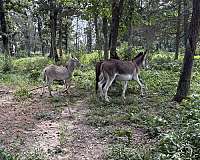 brown-white-face-legs-underbelly-donkey