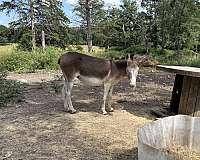 white-face-legs-underbelly