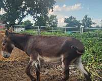donkey-for-sale
