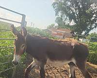 donkey-stallion