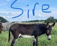 donkey