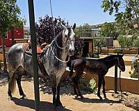 obelisco-mac-andalusian-horse