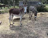 white-muzzle-belly-legs-donkey
