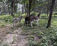 grulla-white-muzzle-belly-legs-donkey