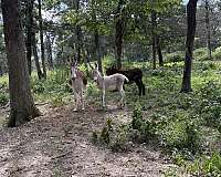 grulla-donkey-filly