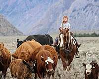 draft-horse