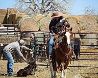 experienced-draft-horse