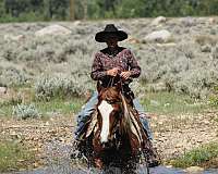 finished-draft-horse