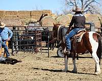 flashy-draft-horse