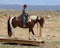 kid-safe-draft-horse