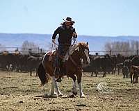 trail-draft-horse