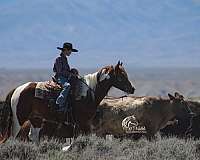trail-riding-draft-horse