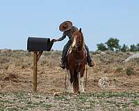 trained-draft-horse