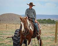 western-riding-draft-horse