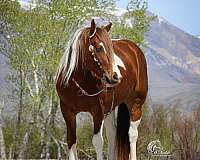 youth-draft-horse