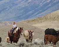 tobiano-draft-gelding