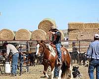 tobiano-all-around-horse