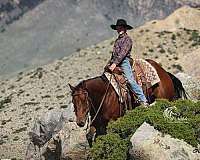 athletic-quarter-horse