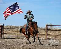 beginner-quarter-horse