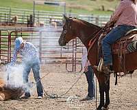 experienced-quarter-horse