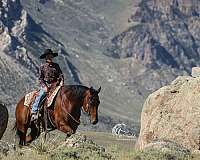 finished-quarter-horse