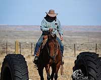 kid-safe-quarter-horse