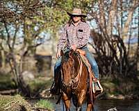 ranch-quarter-horse