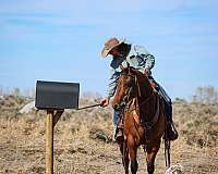ranch-work-quarter-horse