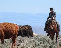 reining-quarter-horse