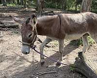 white-muzzle-belly-dorsal-stripe-horse