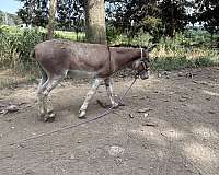 grulla-white-muzzle-belly-dorsal-stripe-horse
