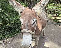 white-muzzle-belly-dorsal-stripe