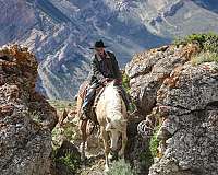 athletic-quarter-horse