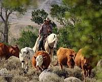 beginner-quarter-horse