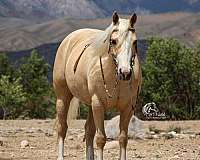 finished-quarter-horse