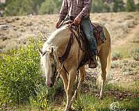 flashy-quarter-horse