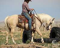 husband-safe-quarter-horse