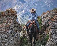 beginner-quarter-horse
