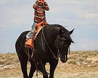husband-safe-quarter-horse