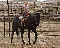 ranch-versatility-quarter-horse