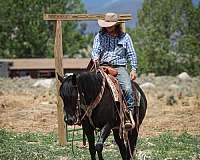 ranch-work-quarter-horse