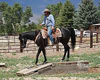 ridden-western-quarter-horse
