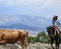 rodeo-quarter-horse