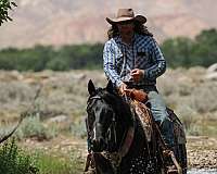 trail-quarter-horse