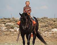 trail-riding-quarter-horse