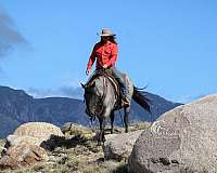 experienced-quarter-horse
